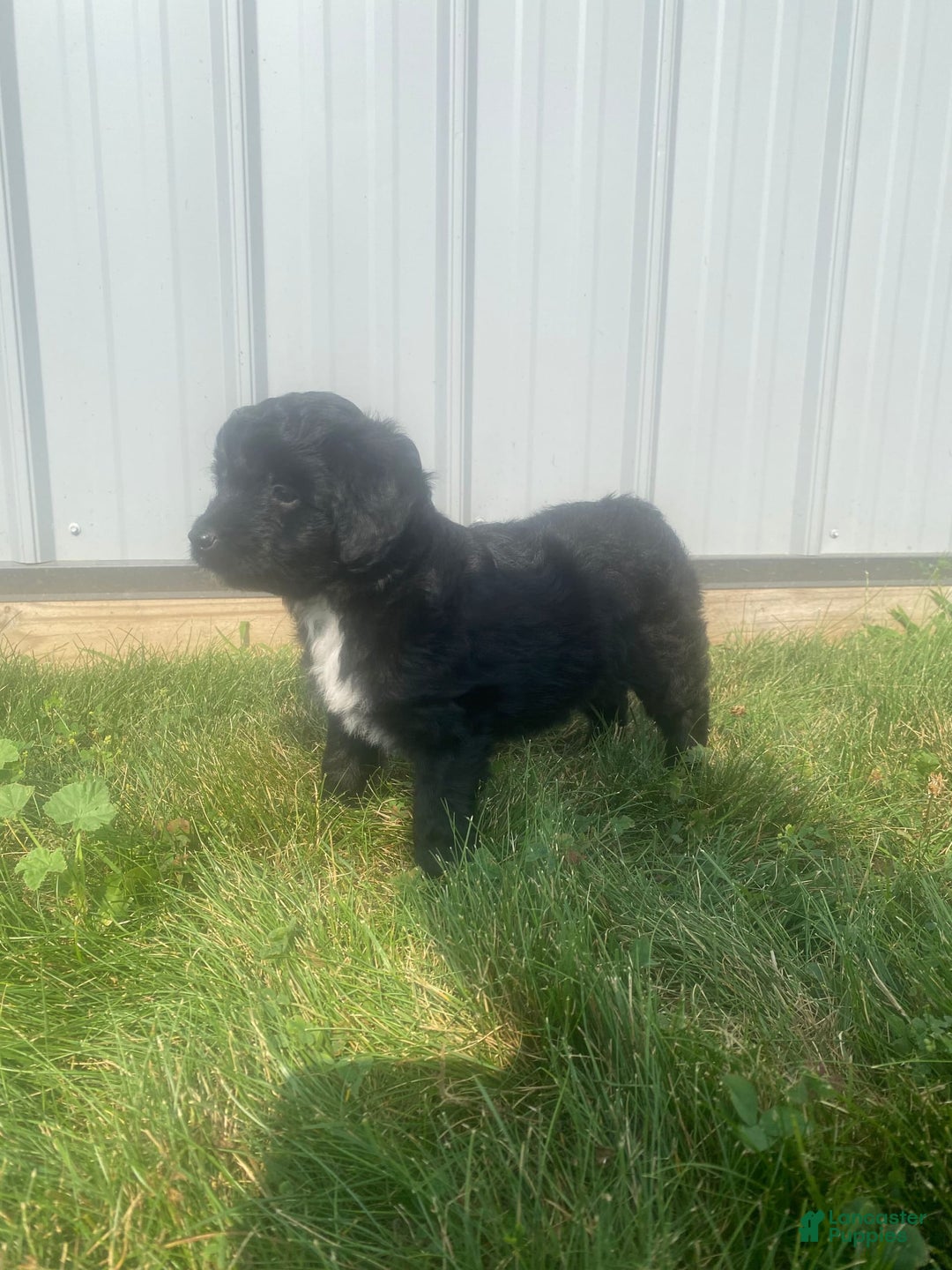 Mini Aussiedoodle dogs for sale: Honey - Image 4