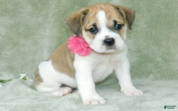 English Bulldog dogs for sale: Rosy - Image 2