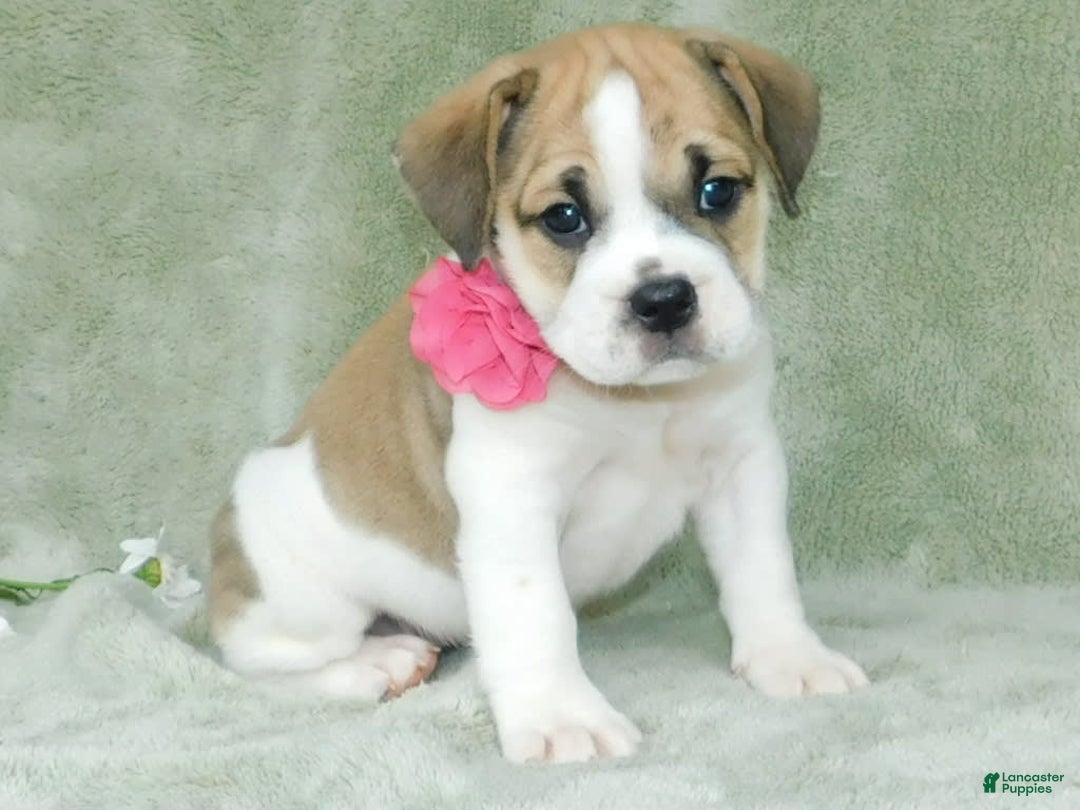 English Bulldog dogs for sale: Rosy - Image 2