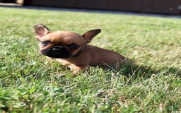 French Bulldog dogs for sale: Izzy - Image 5