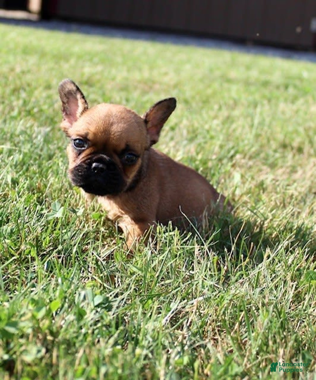 French Bulldog dogs for sale: Izzy - Image 5