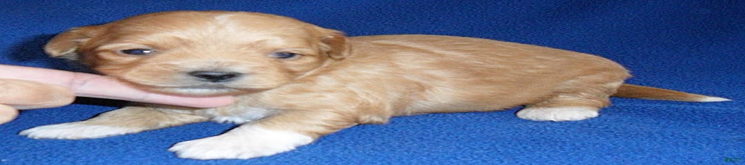 Peanut