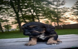 Cavapoo dogs for sale: Lads - Image 10