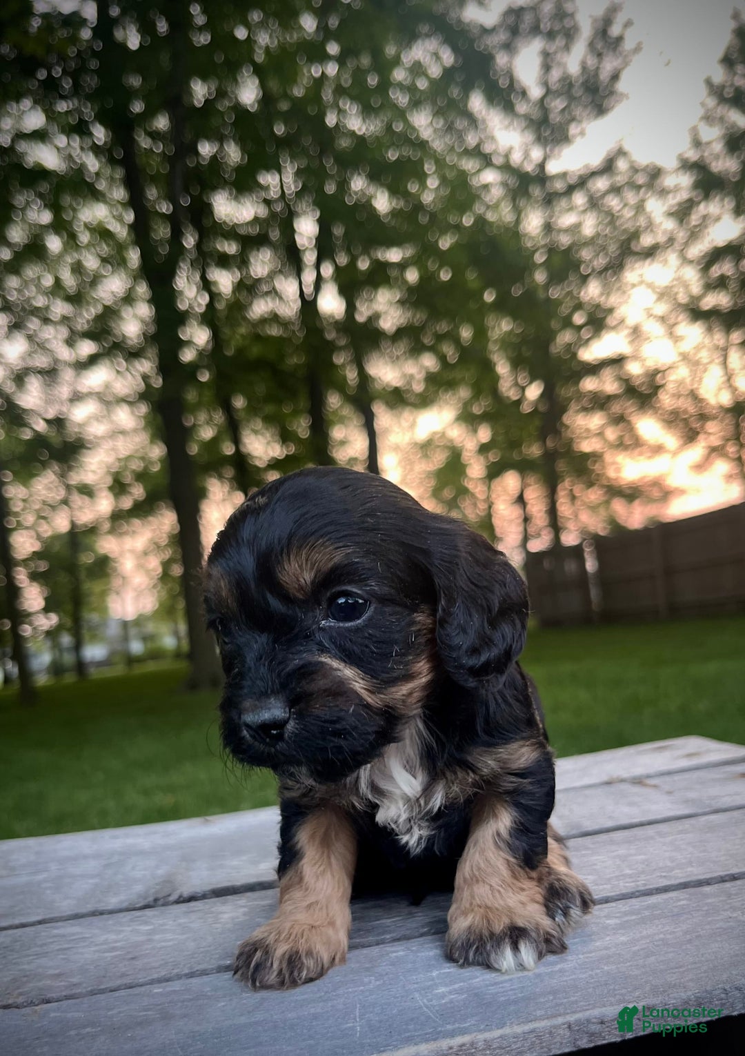 Cavapoo dogs for sale: Lads - Image 10
