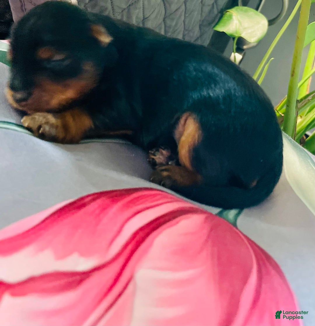 Yorkshire Terrier dogs for sale: Autumn - Image 4