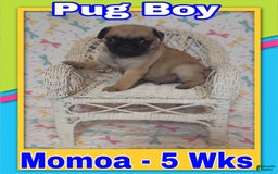 Pug dogs for sale: Pug 4 puppies - Image 1