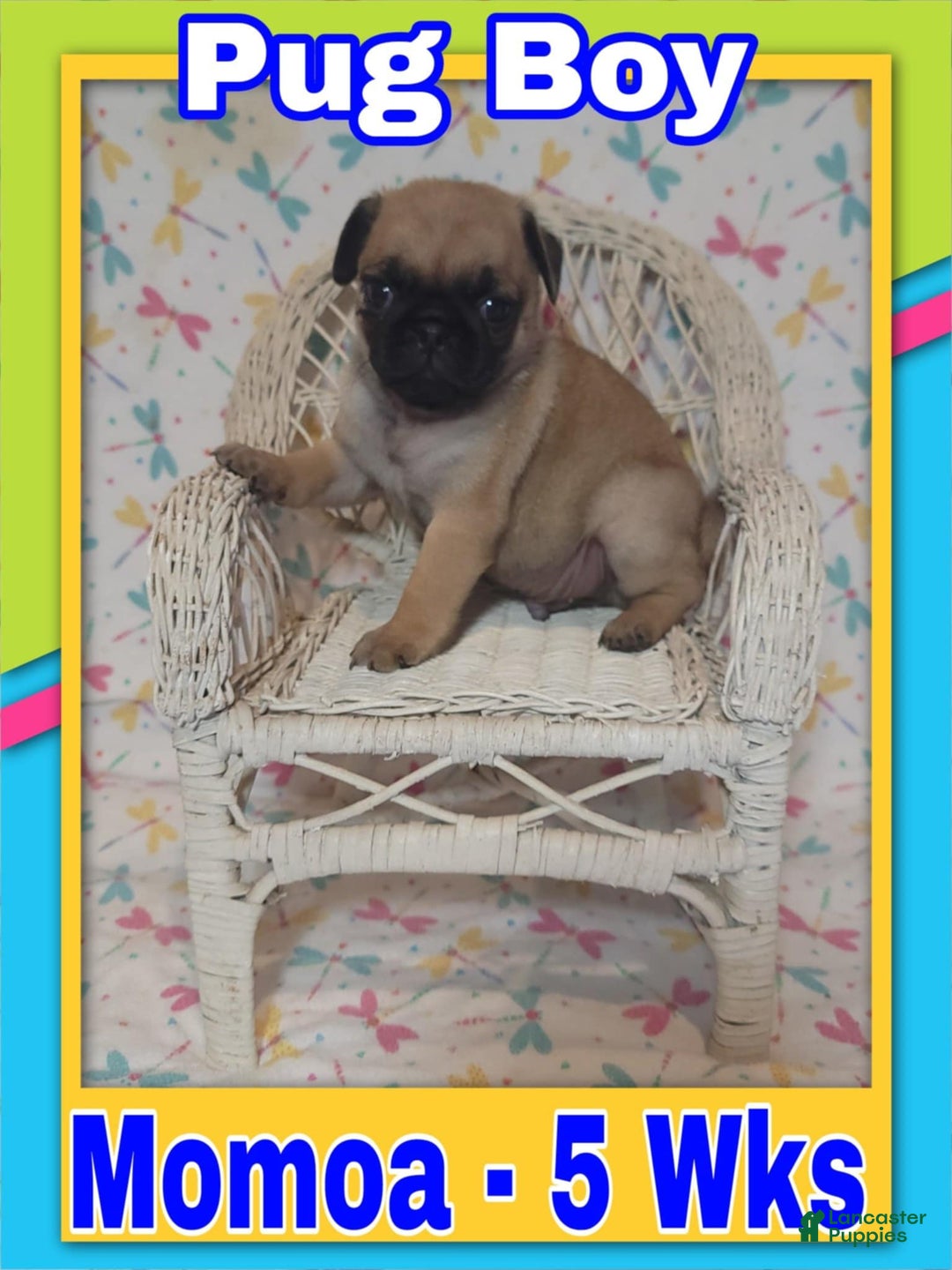 Pug dogs for sale: Pug 4 puppies - Image 1