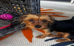Yorkshire Terrier dogs for sale: Duke - Image 6