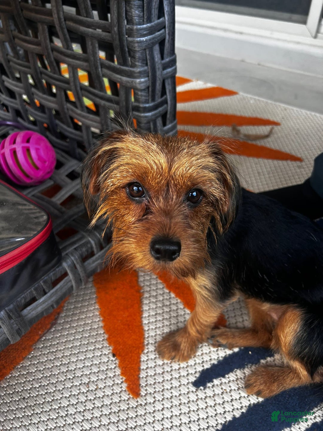 Yorkshire Terrier dogs for sale: Duke - Image 6