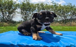 Olde English Bulldogge dogs for sale: George - Image 15