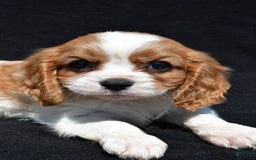Cavalier King Charles Spaniel dogs for sale: Champ - Image 5