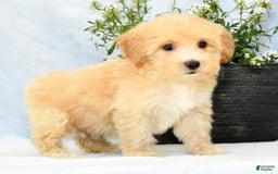 Havapoo dogs for sale: Maggie - Image 8