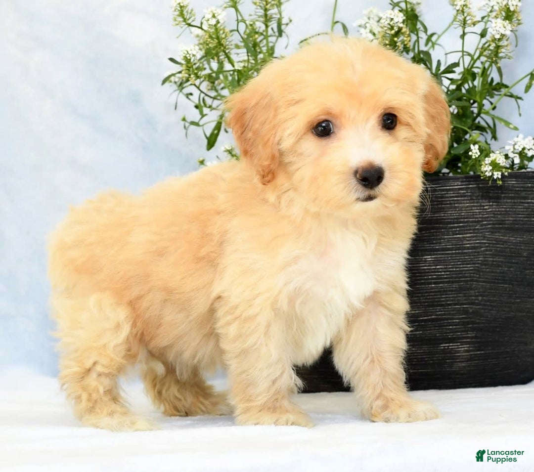Havapoo dogs for sale: Maggie - Image 8