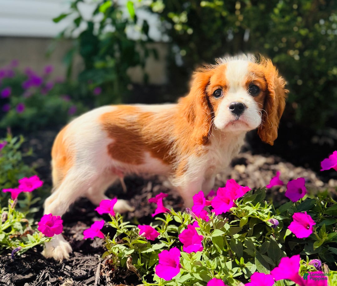 Cavalier King Charles Spaniel dogs for sale: Marble - Image 3