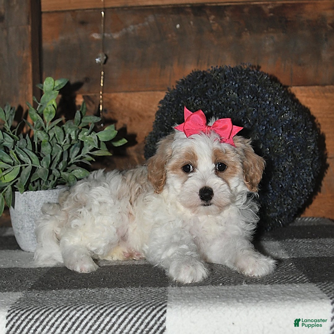Lhasapoo dogs for sale: Daisy - Image 7