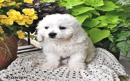 Cavachon dogs for sale: Charlie - Image 10