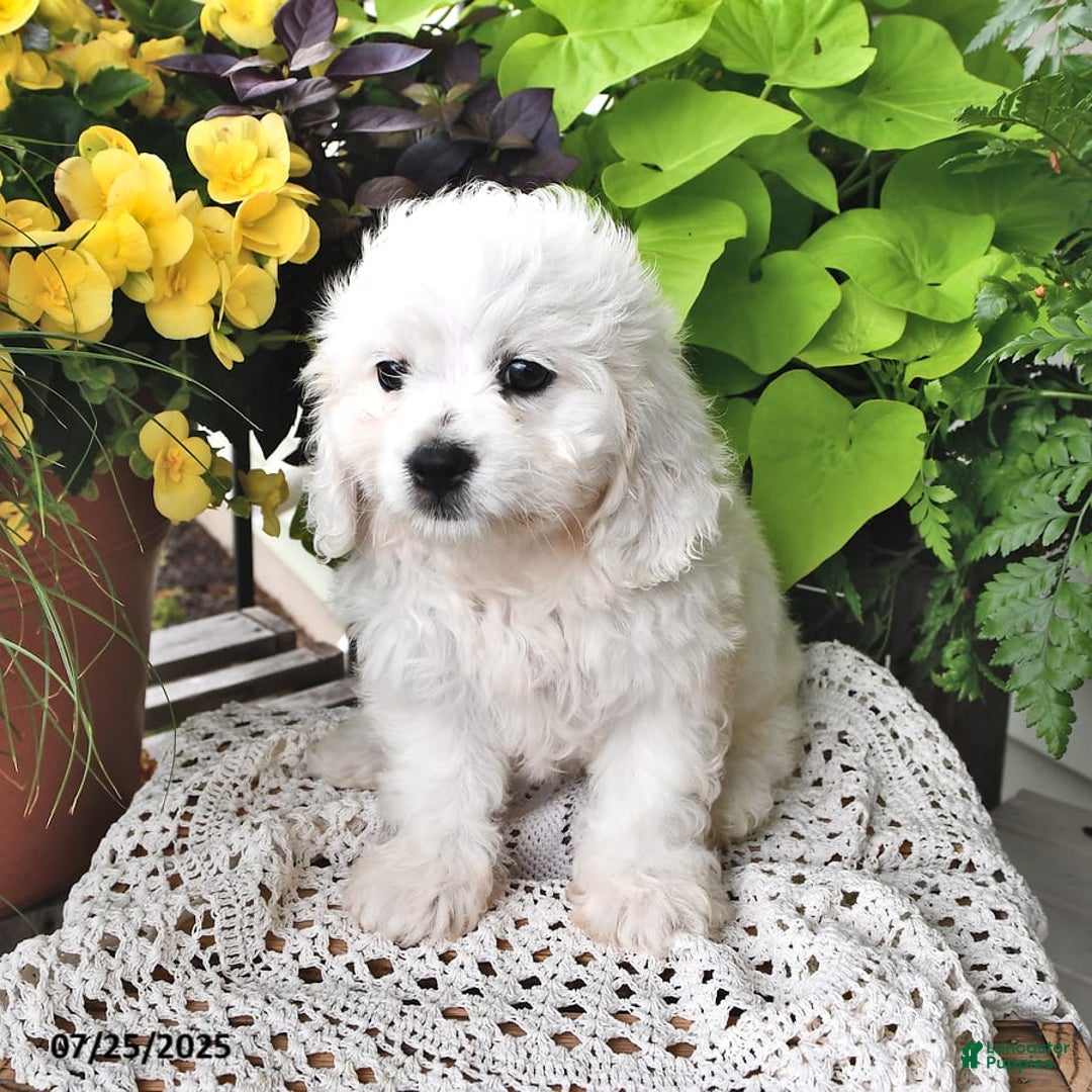 Cavachon dogs for sale: Charlie - Image 10