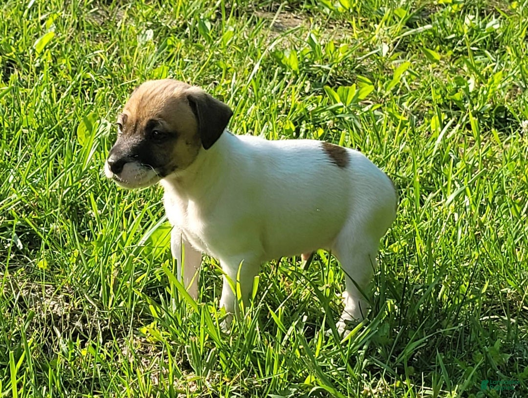 Jack Russell Terrier dogs for sale: Jack Russell Male Puck - Image 18