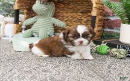 Shih Tzu dogs for sale: Blaze - Image 2