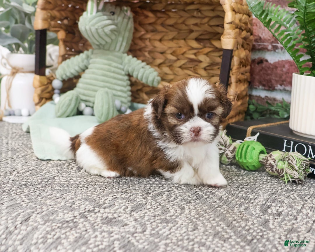 Shih Tzu dogs for sale: Blaze - Image 2