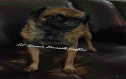 Brussels Griffon dogs for sale: Norma Jean - Image 6