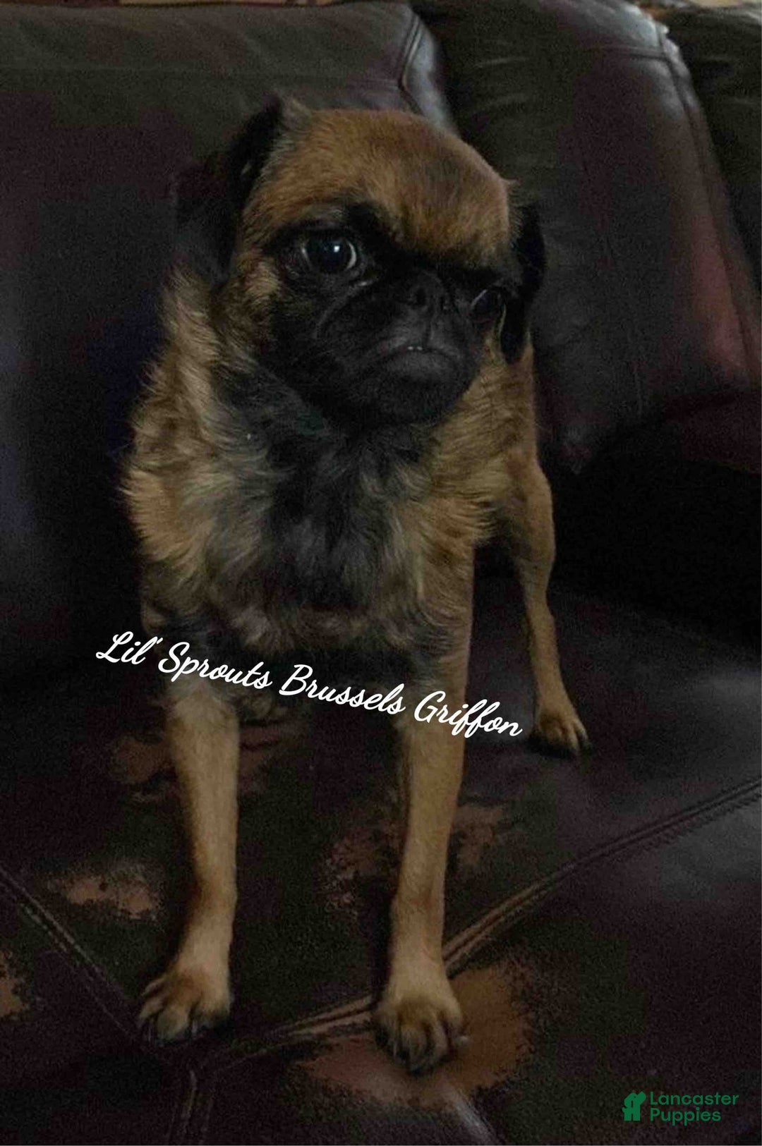 Brussels Griffon dogs for sale: Norma Jean - Image 6