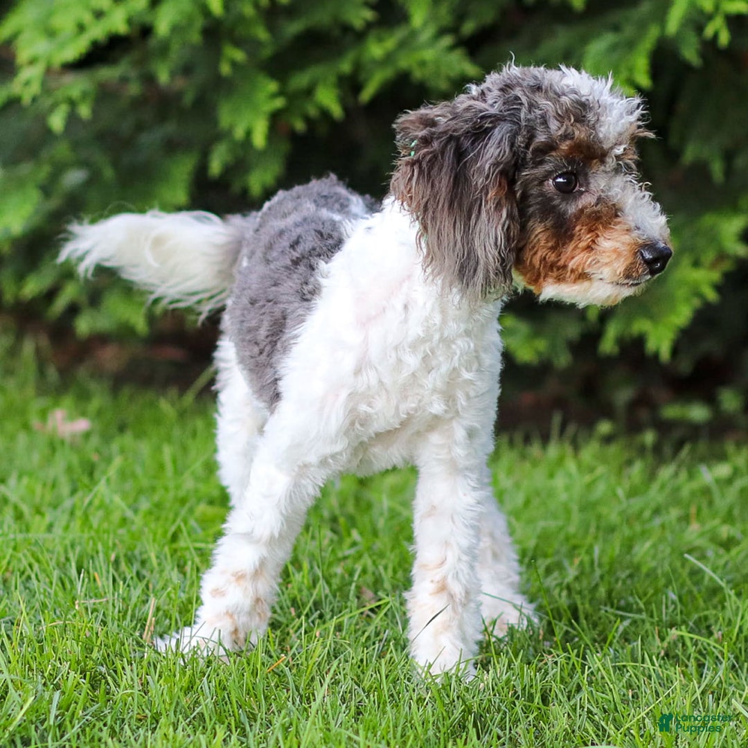 Cavapoo dogs for sale: Simba - Image 22