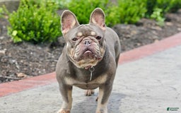 French Bulldog dogs for sale: Autumn - Image 5