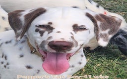 Dalmatian dogs for sale: Peppers Tan Boy - Image 10