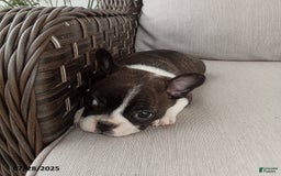 Frenchton dogs for sale: Jenna - Image 2