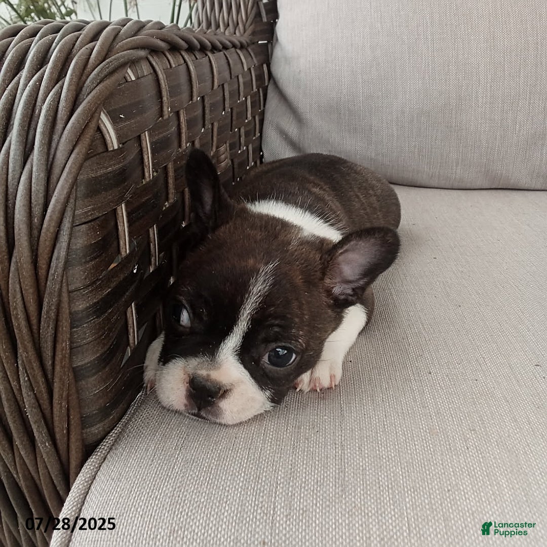 Frenchton dogs for sale: Jenna - Image 2