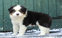 Australian Shepherd dogs for sale: Dakota - Image 3