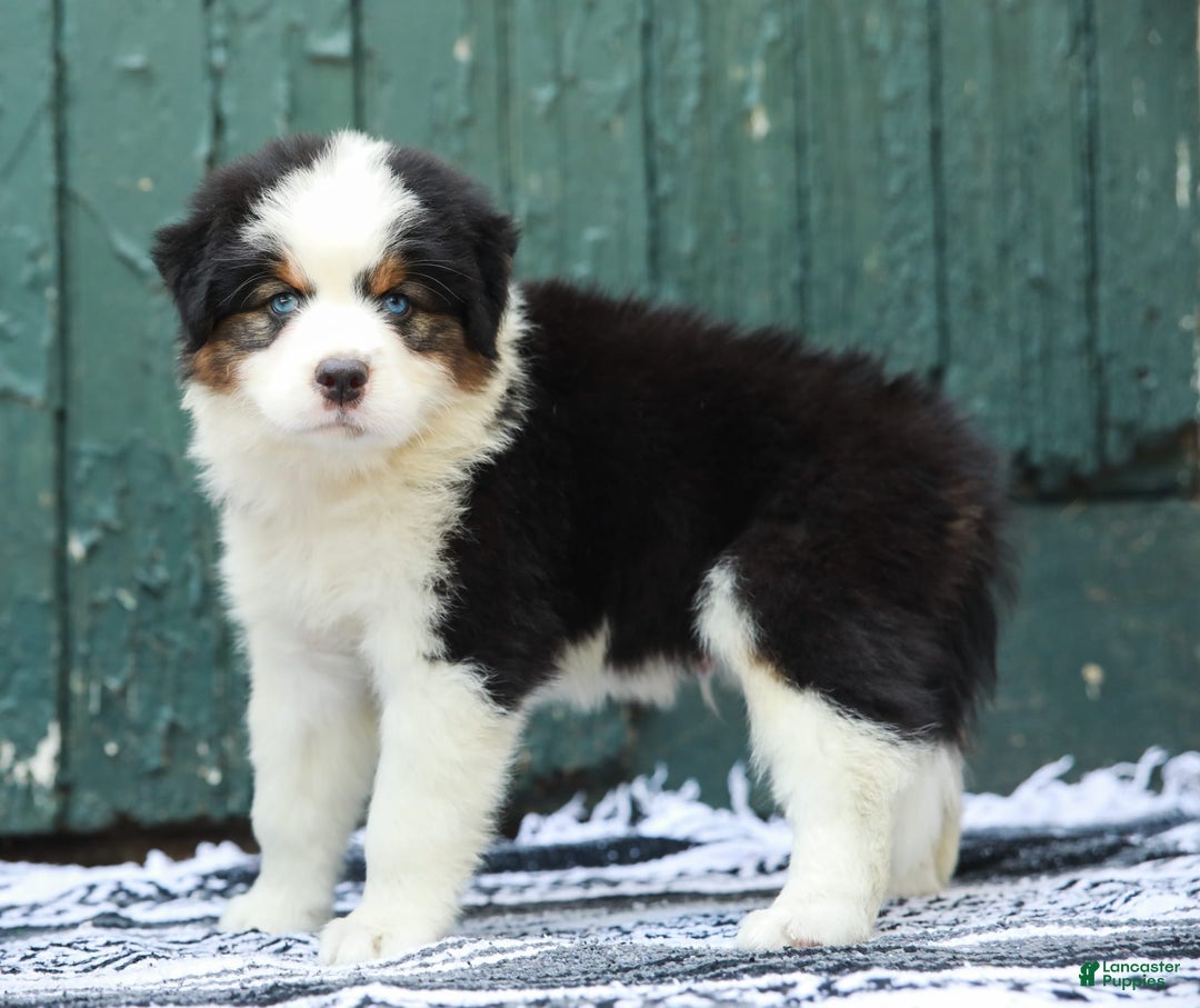 Australian Shepherd dogs for sale: Dakota - Image 3