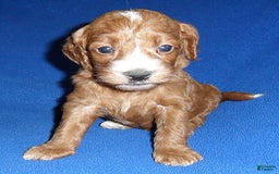 Cockapoo dogs for sale: Dudley - Image 9