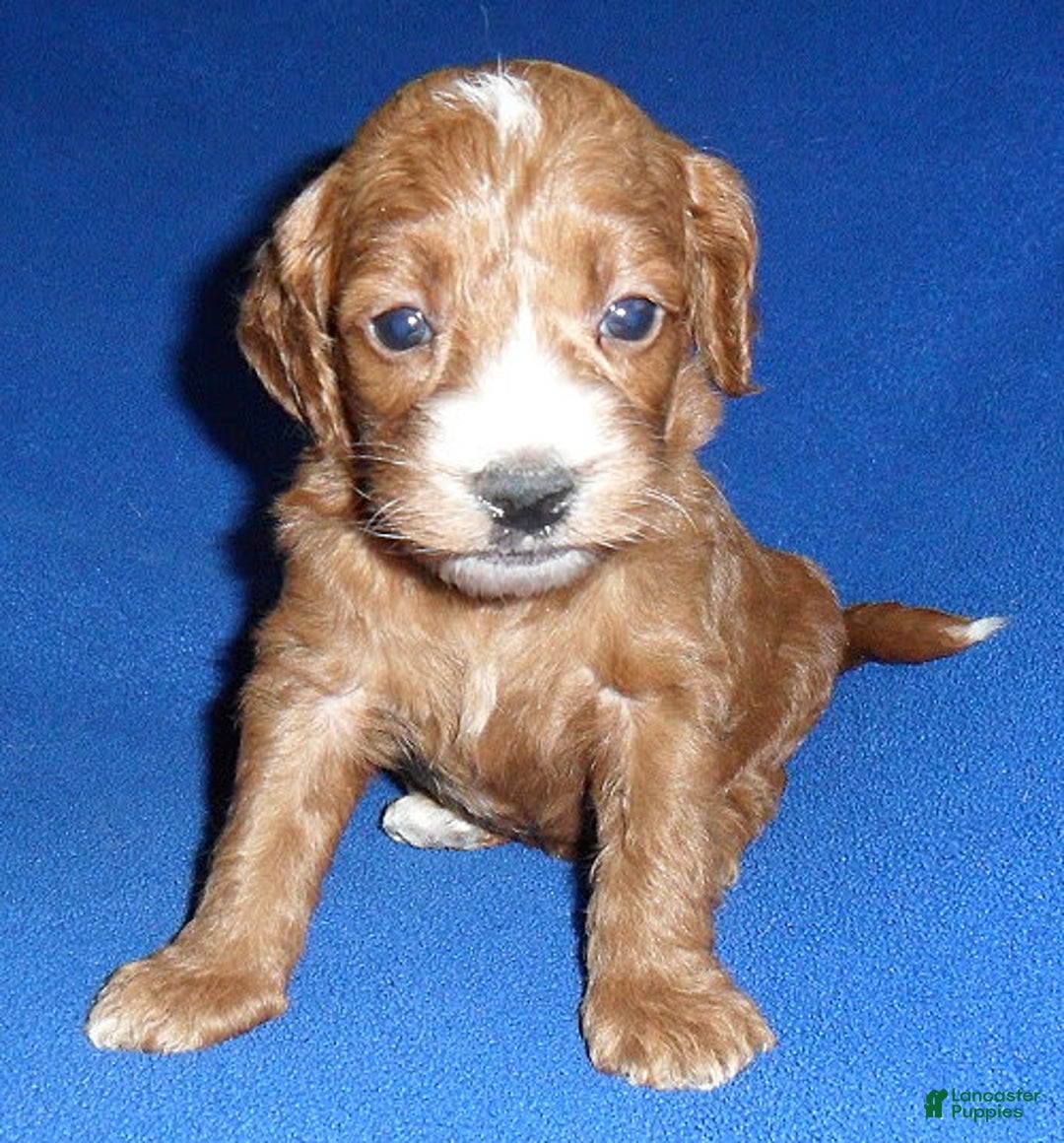 Cockapoo dogs for sale: Dudley - Image 9