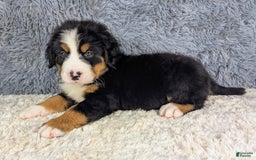 Bernese Mountain Dog dogs for sale: Boomer - Image 7
