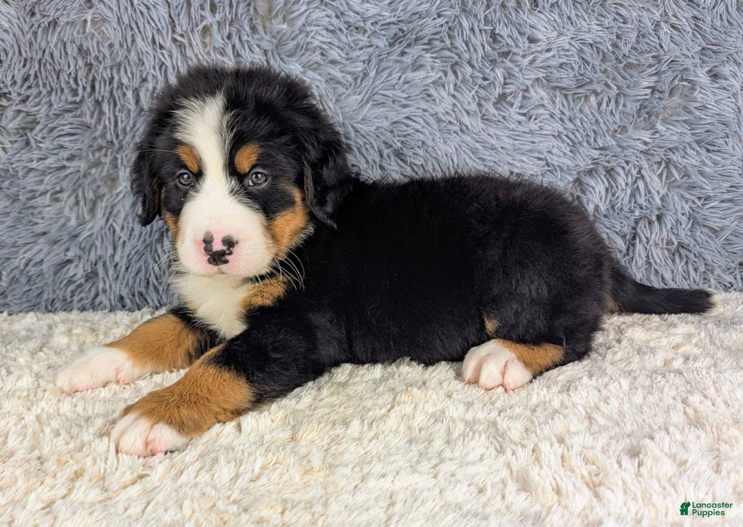 Bernese Mountain Dog dogs for sale: Boomer - Image 7