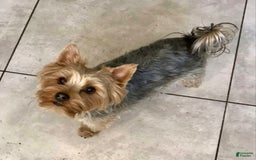 Yorkshire Terrier dogs for sale: Tiny Tim - Image 7