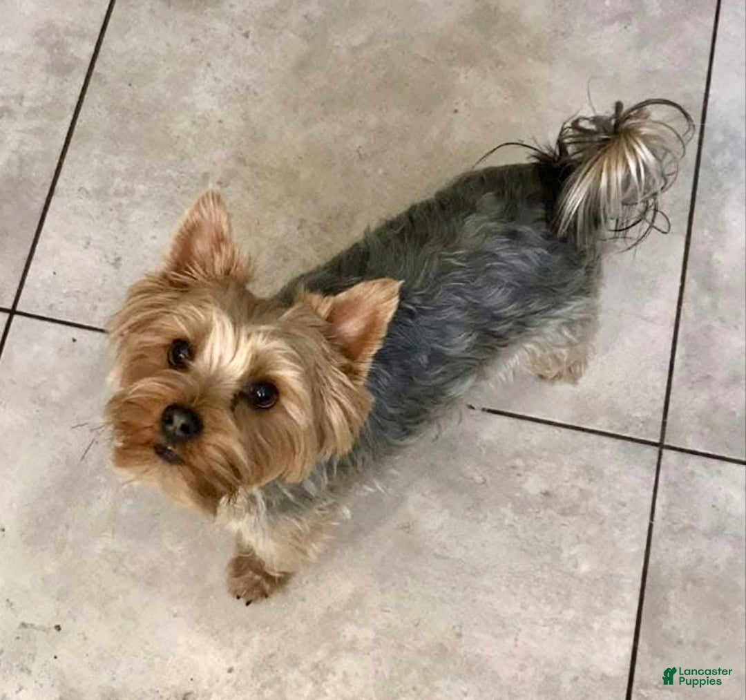 Yorkshire Terrier dogs for sale: Tiny Tim - Image 7