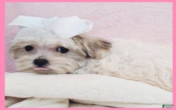 Morkie dogs for sale: Gemma - Image 3