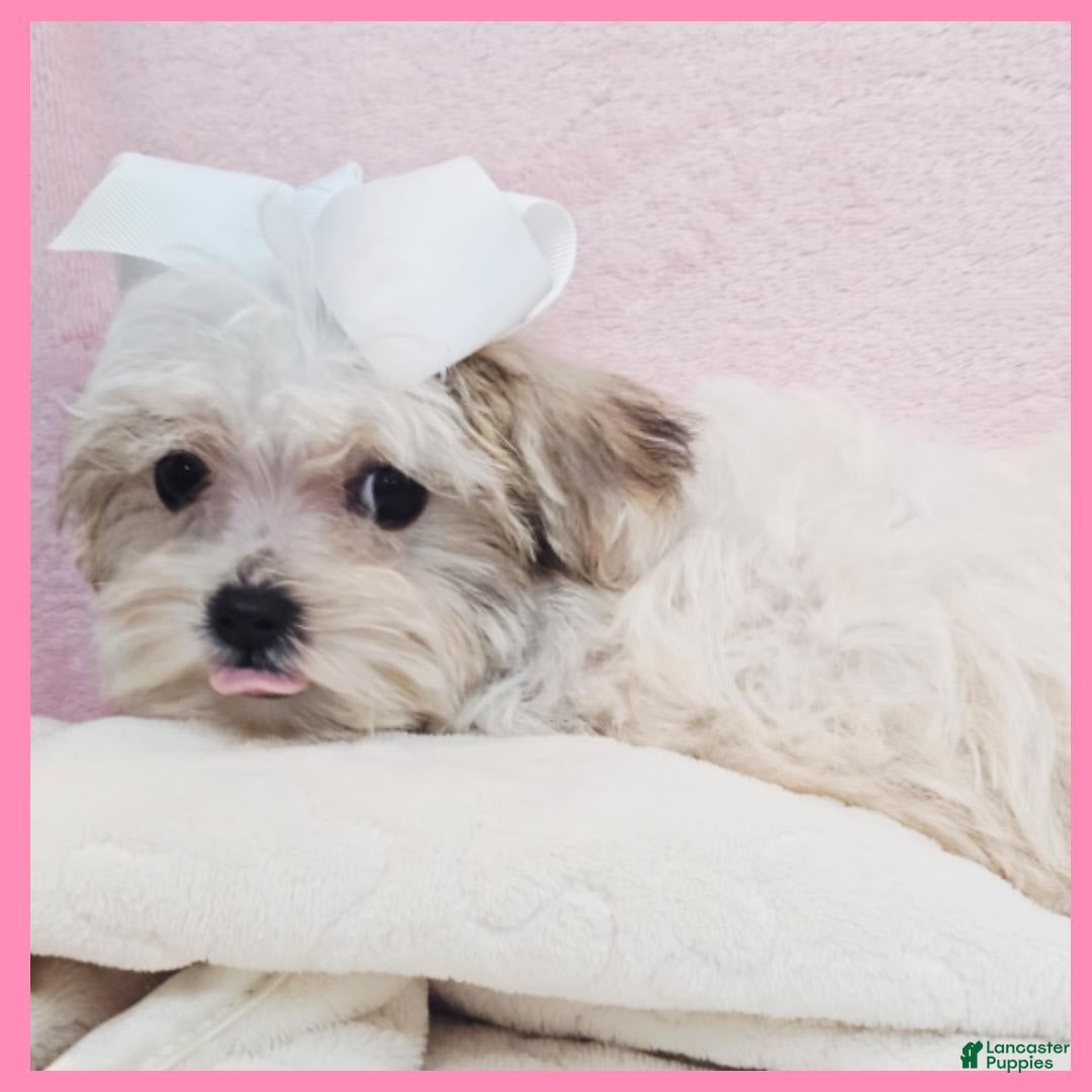 Morkie dogs for sale: Gemma - Image 3
