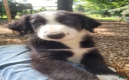 Border Collie dogs for sale: Bingo - Image 4