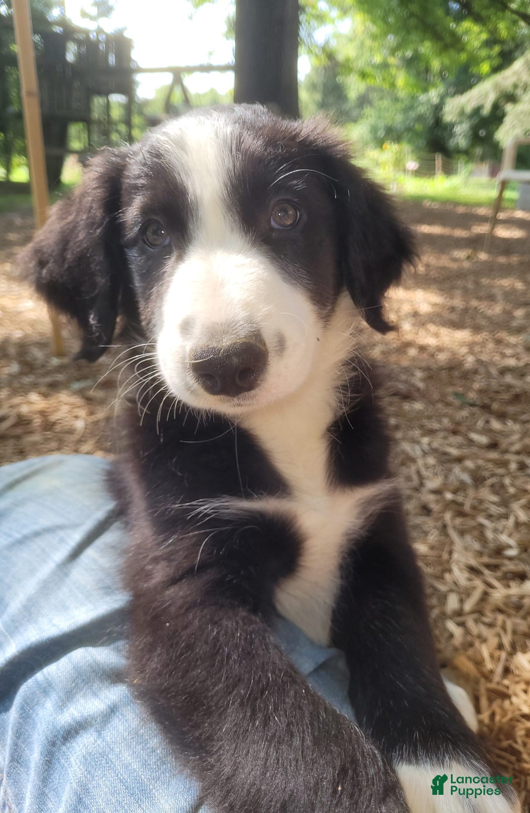 Border Collie dogs for sale: Bingo - Image 4