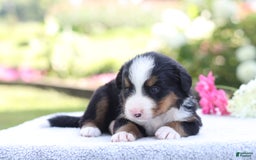 Bernese Mountain Dog dogs for sale: Parker AKC - Image 5