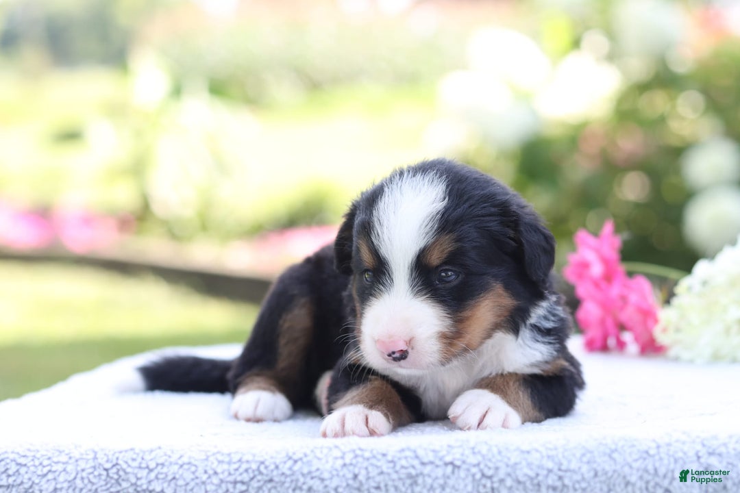 Bernese Mountain Dog dogs for sale: Parker AKC - Image 5