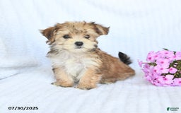 Morkie dogs for sale: Maxwell - Image 4