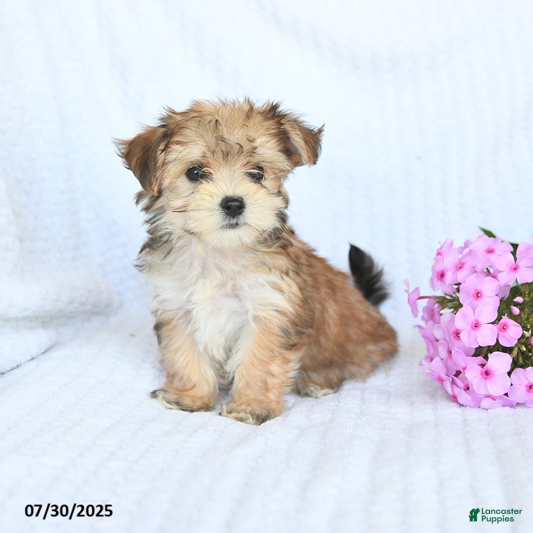 Morkie dogs for sale: Maxwell - Image 4
