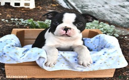 Boston Terrier dogs for sale: Zachary - Image 3