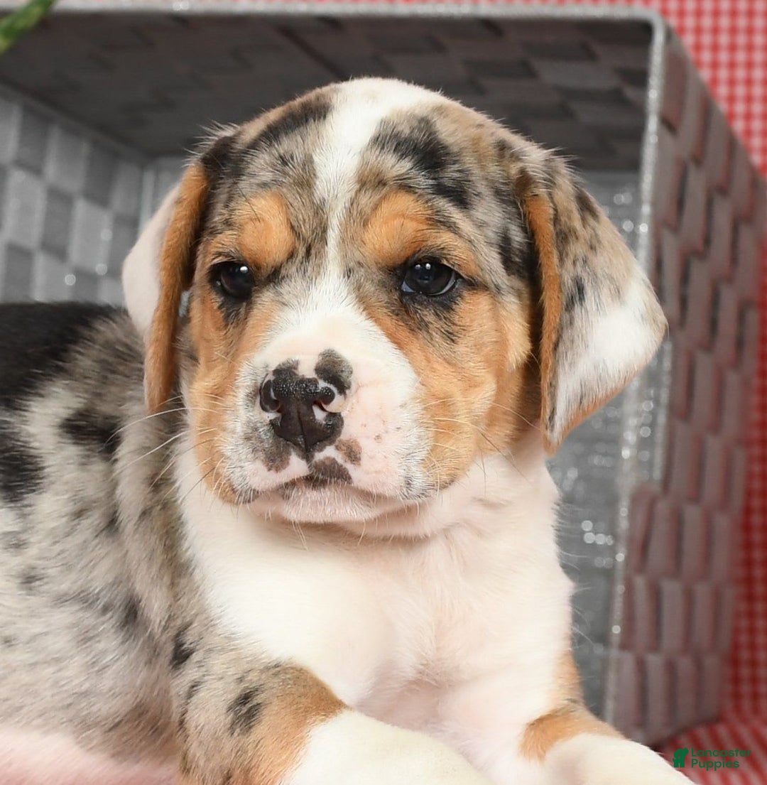 Beabull dogs for sale: Wranger - Image 9