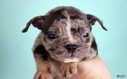 American Bully dogs for sale: Black Merle Female - Image 14